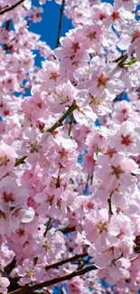 Vibrant pink cherry blossoms against a clear blue sky, creating a stunning wallpaper.