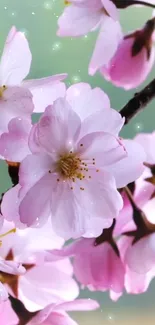 Beautiful cherry blossom wallpaper with soft pink petals.