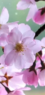 Cherry blossom wallpaper with pink flowers and delicate petals.