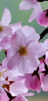 Cherry blossoms with soft pink petals on a green background.