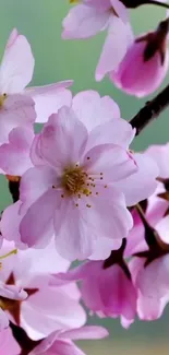 Delicate pink cherry blossoms adorn a soft green background.