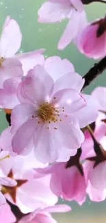 Beautiful cherry blossom mobile wallpaper with pink flowers.