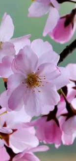 Beautiful cherry blossom flowers in full bloom, delicate pink petals.