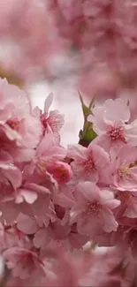 Cherry blossoms in full bloom in vibrant pink hues.