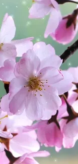 Cherry blossom wallpaper with pink petals on branches.