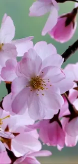 Cherry blossoms with a pink hue on a mobile wallpaper background.