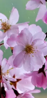 Cherry blossoms on branches with raindrops, pink and green colors.