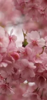 Cherry blossom wallpaper with pink petals.