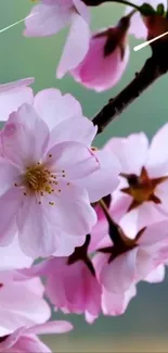 Pink cherry blossoms in full bloom on a blurred background.