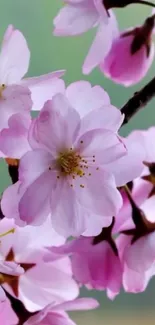 Beautiful cherry blossom flowers in pink tones.