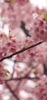 Mobile wallpaper featuring cherry blossom branches with pink flowers.