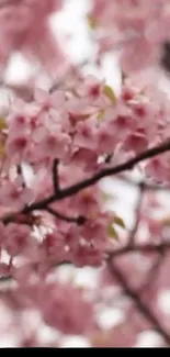 Cherry blossom branches with pink flowers in bloom.