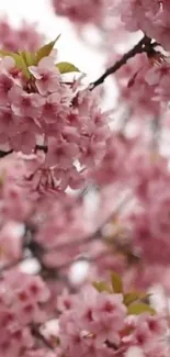 Close-up of pink cherry blossoms on a tree branch.