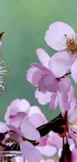 Pink cherry blossoms against a green background.