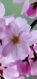 Cherry blossoms in full bloom, showcasing delicate pink petals.