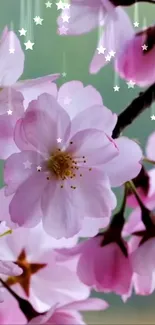 Cherry blossom wallpaper with pink flowers and stars.