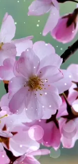 Cherry blossom wallpaper with pink petals against a serene background.