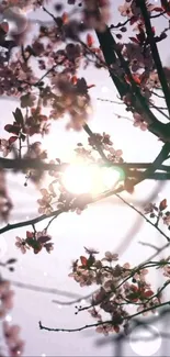 Mobile wallpaper of cherry blossoms with sunlight filtering through branches.