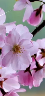 Delicate pink cherry blossoms against a soft background.