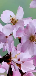 Cherry blossom flowers in pink hues on mobile wallpaper.