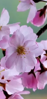 Cherry blossoms in delicate pink hues on a phone wallpaper.