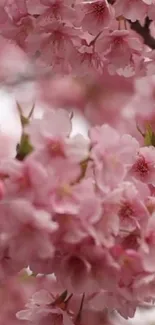 Close-up of pink cherry blossoms in full bloom, perfect for mobile wallpaper.