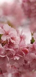 Pink cherry blossom flowers in full bloom, creating a serene mobile wallpaper.