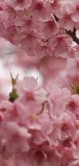 Beautiful cherry blossom flowers on a branch, capturing the essence of spring.