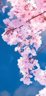 Cherry blossoms against a clear blue sky, creating a serene mobile wallpaper.