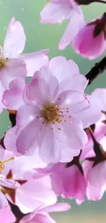 Cherry blossoms with pink petals and a soft green background.