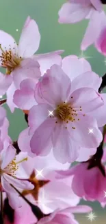 Cherry blossoms with sparkling highlights in soft pink hues.