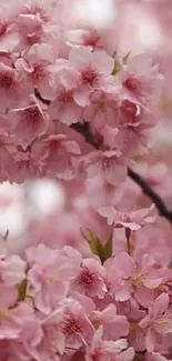 Pink cherry blossom branch in full bloom.