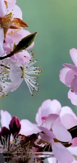 Cherry blossoms with pink petals on a gentle green background, perfect for mobile wallpaper.