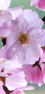 Cherry blossom wallpaper with pink flowers and soft petals.