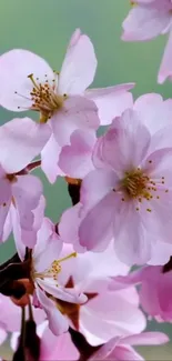 Cherry blossoms with pink petals on a mobile wallpaper.