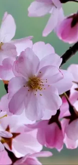 Cherry blossom flowers in pink bloom on mobile wallpaper.