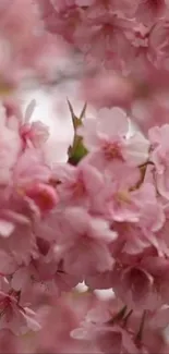 Cherry blossoms in full bloom, pink floral scenery.