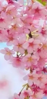 Cherry blossom flowers in vivid pink tones.