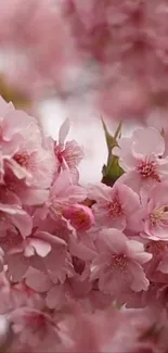 Cherry blossom wallpaper featuring delicate pink flowers.