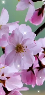 Beautiful cherry blossoms with a soft, sparkling background.