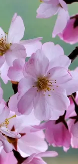 Cherry blossoms in full bloom against a green backdrop.