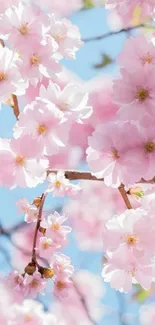 Cherry blossoms with pink petals against a clear blue sky.