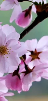 Delicate pink cherry blossoms on a branch with a blurred background.