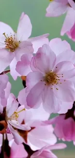 Pink cherry blossoms on a green backdrop.