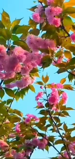 Cherry blossom branches with pink flowers against a blue sky.