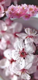 Beautiful cherry blossom flowers against a soft background on mobile wallpaper.