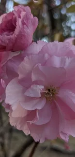 Close-up of cherry blossoms in soft pink hues on branches.