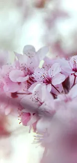 Elegant cherry blossom pink floral wallpaper for mobile devices.