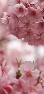 Mobile wallpaper of pink cherry blossoms in full bloom.