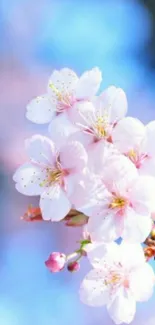 Cherry blossoms with a blue sky background.